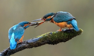 Accepted